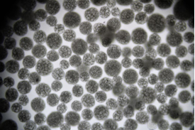 1763713172793071.png 287f4ab0b8e1f3e32f50d84d3cdc4b65.png